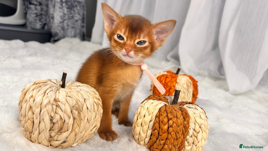 Abyssinian cats for sale: TICA champion line Abyssinian kittens  - Image 16
