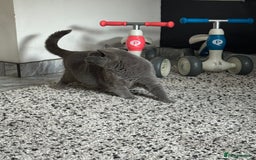 British Shorthair cats for sale: RARE OPPORTUNITY blue GCCF ACTIVE female stunning  - Image 9