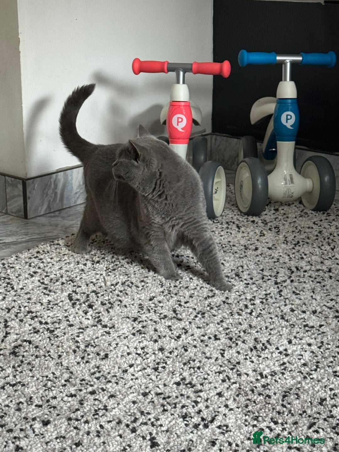 British Shorthair cats for sale: RARE OPPORTUNITY blue GCCF ACTIVE female stunning  - Image 9