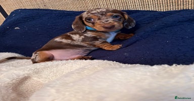 Miniature Dachshund dogs - Advert 11
