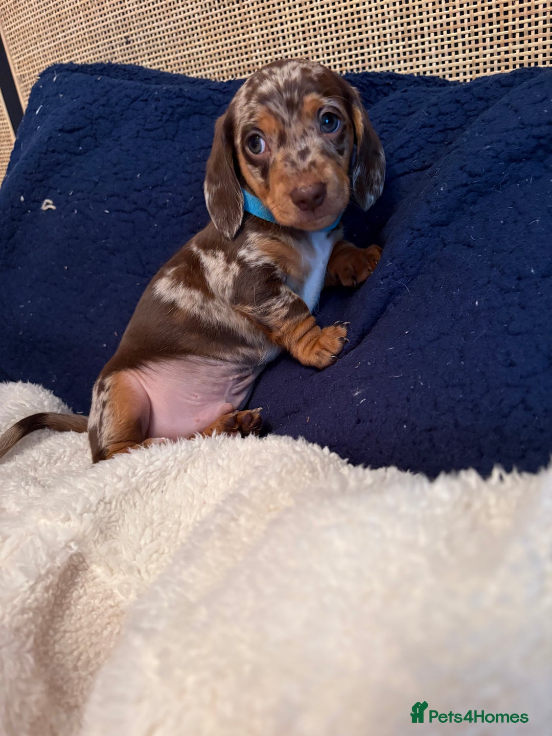 Miniature Dachshund dogs for sale: Miniature Dachshund puppies 7 weeks old  - Image 6