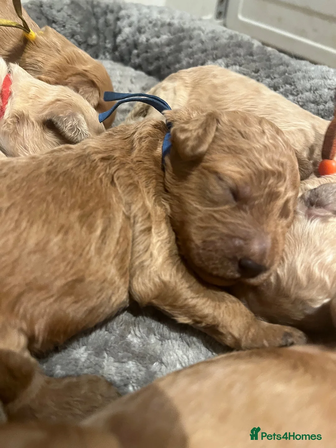 Goldendoodle dogs for sale: Multigenerational Goldendoodle puppies - Advert 2