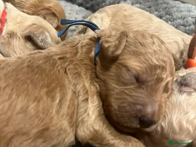 Goldendoodle dogs for sale: Multigenerational Goldendoodle puppies - Advert 2