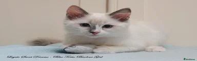 Ragdoll 4