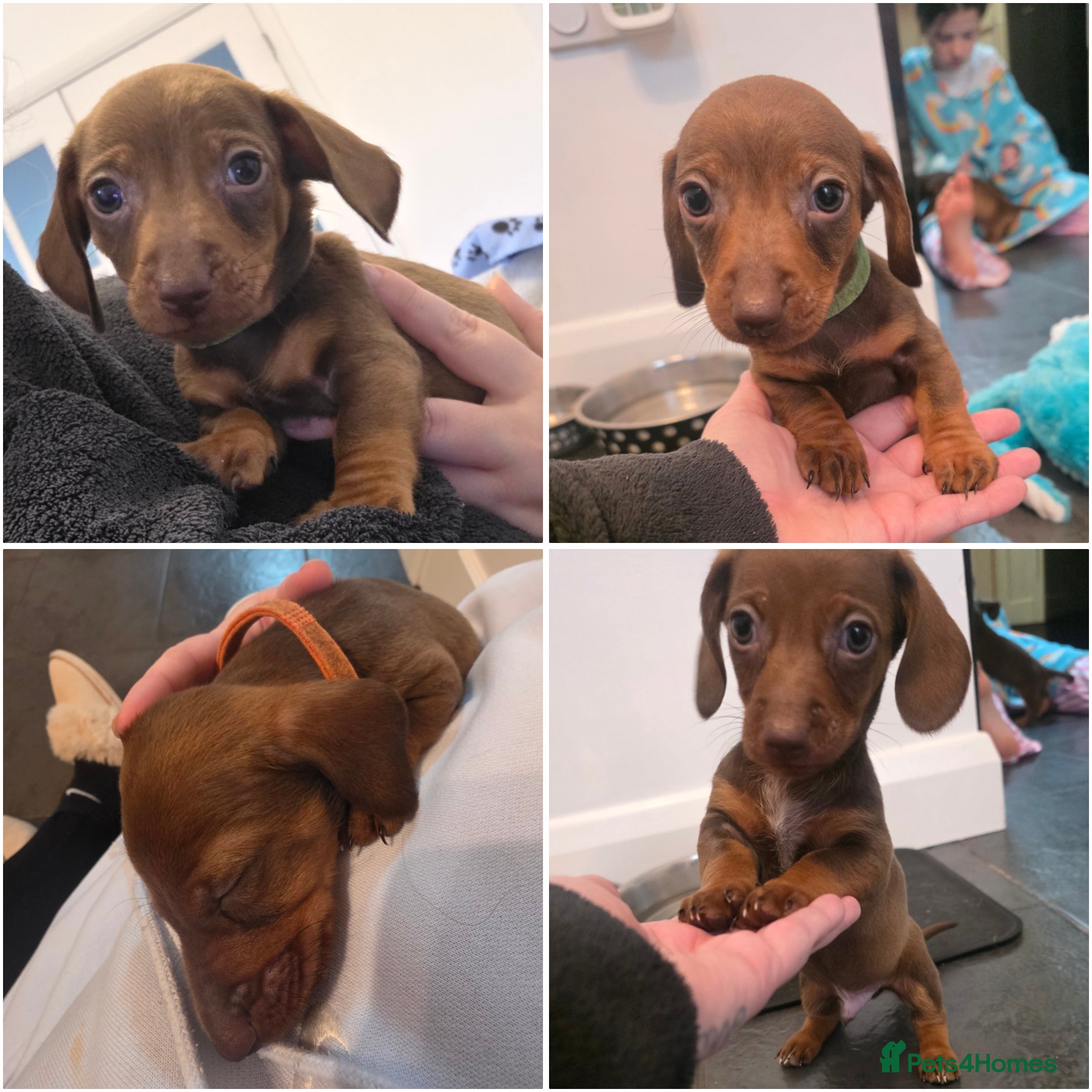 Dachshund dogs Dachshund  - Advert 5