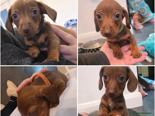 Dachshund dogs Dachshund - Advert 7