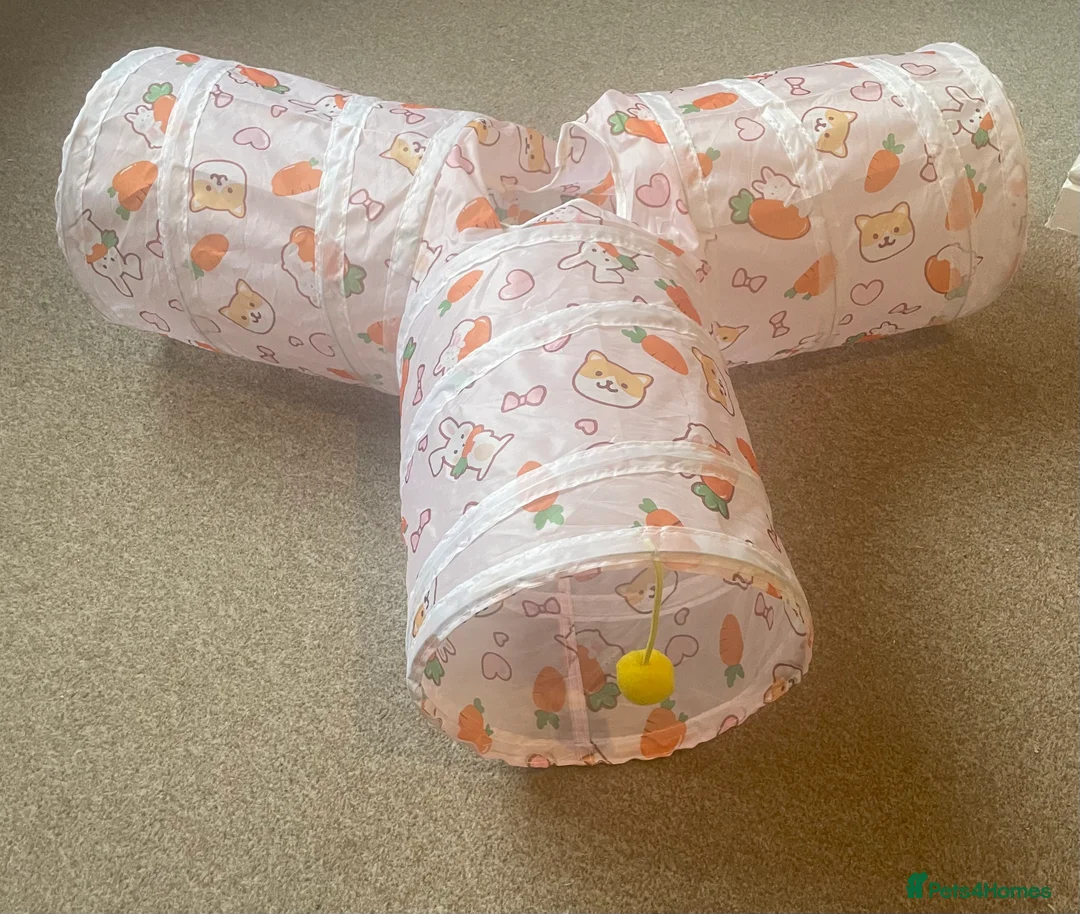 Mini Lop rabbits for sale: Mini Lops - Advert 8