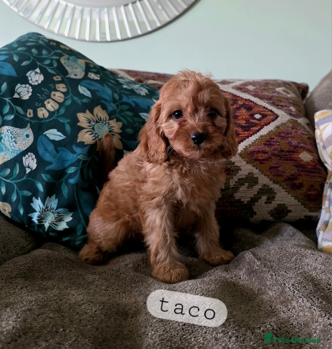 Cavapoo dogs for sale: Ready soon, TOY F1 RED CAVAPOOS DNA CLEAR - Image 8