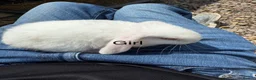 Mixed Breed rabbits for sale: Baby white albino rabbits  - Advert 2