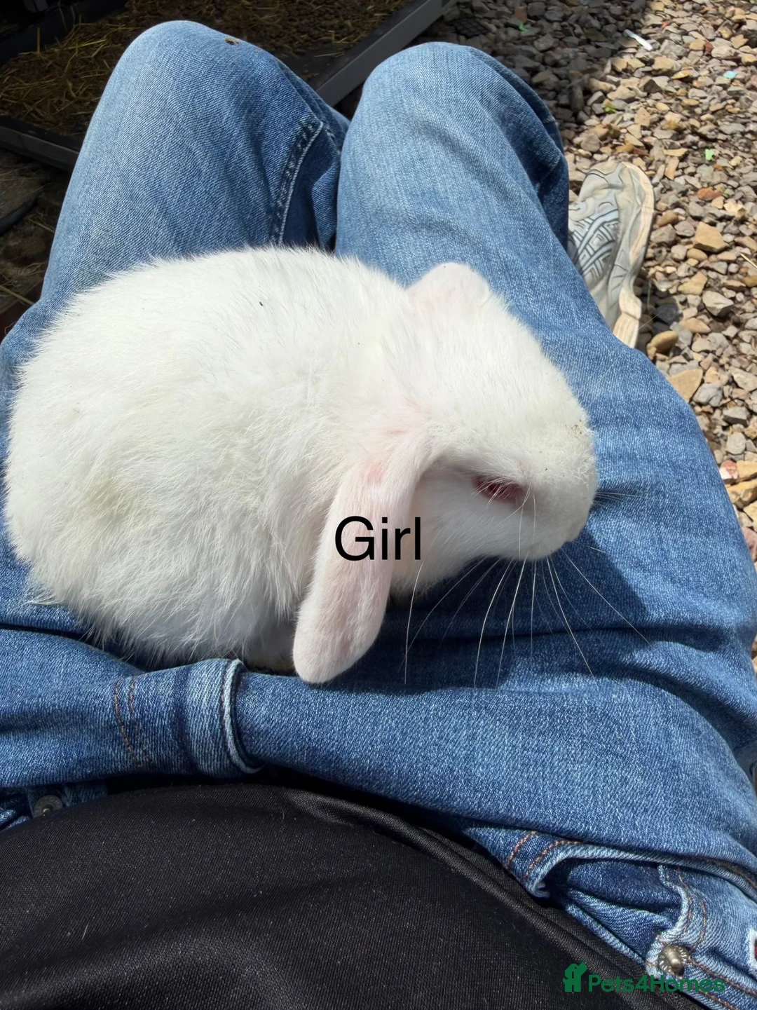 Mixed Breed rabbits for sale: Baby white albino rabbits  - Advert 2