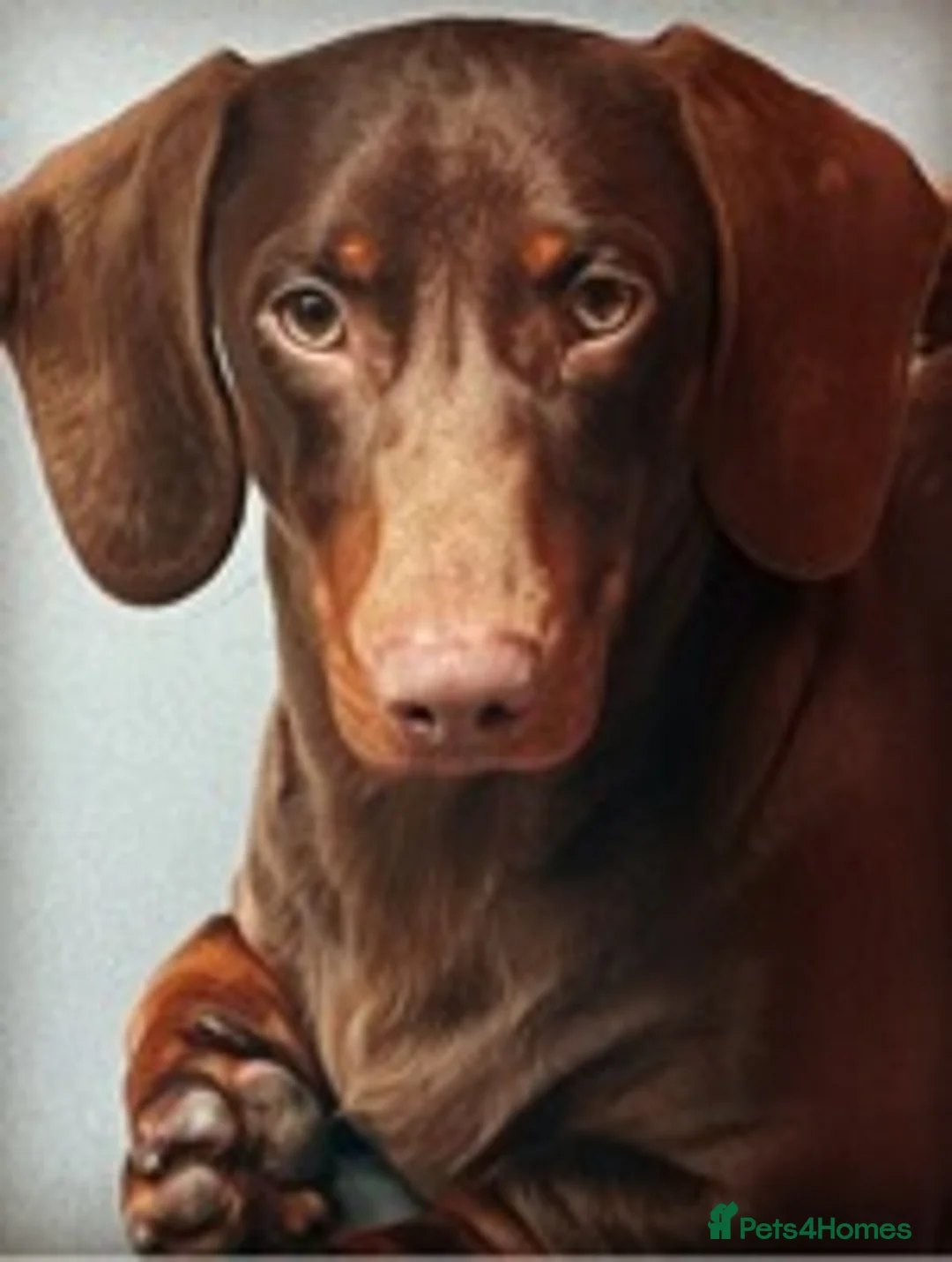 Miniature Dachshund dogs for stud: STUNNING MINIATURE DACHSHUND AVAILABLE AT STUD in Grays - Advert 11