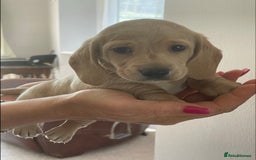 Miniature Dachshund dogs for sale: Cream and black and cream mini smooth haired - Image 4