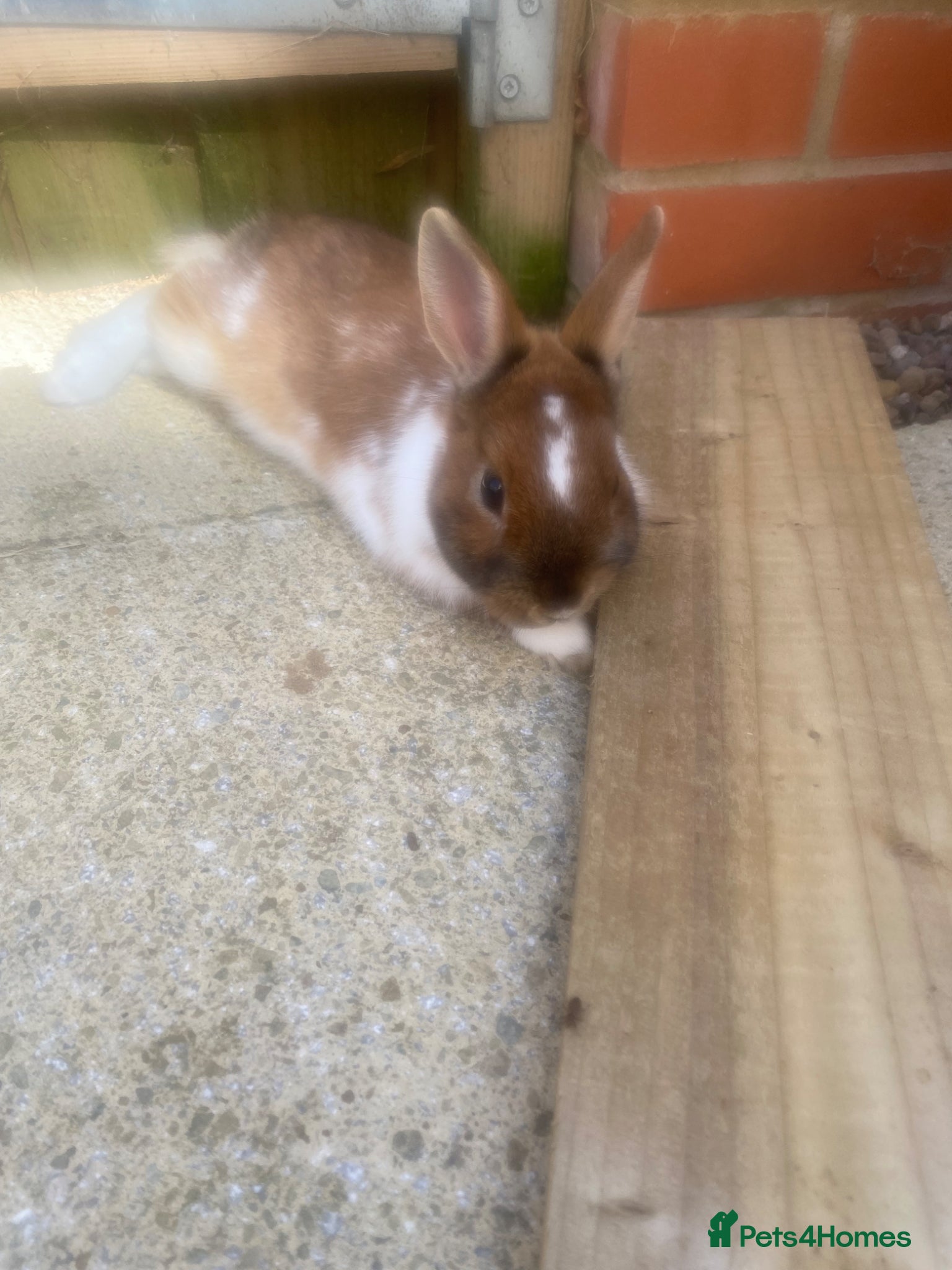 Netherland Dwarf rabbits Two beautiful Netherland dwarfs female  - Advert 1
