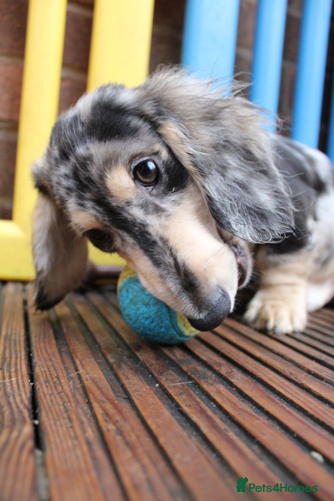 Miniature Dachshund dogs for sale: Long hair  - Advert 7