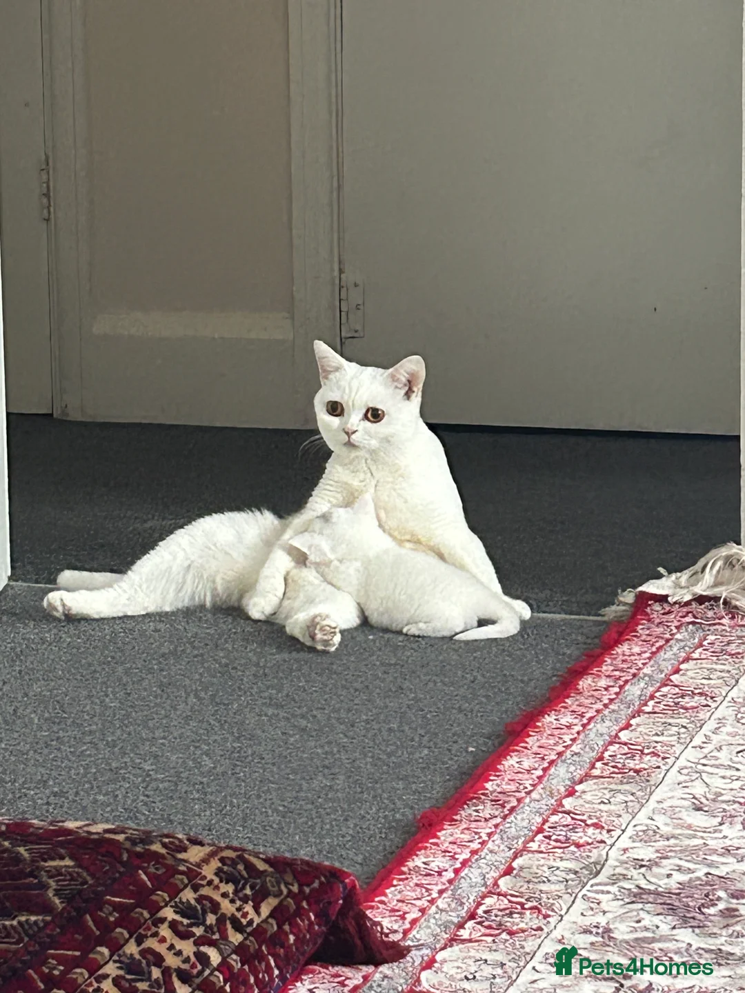 British Shorthair cats for sale: British shorthair kittens  in Hayes - Advert 5