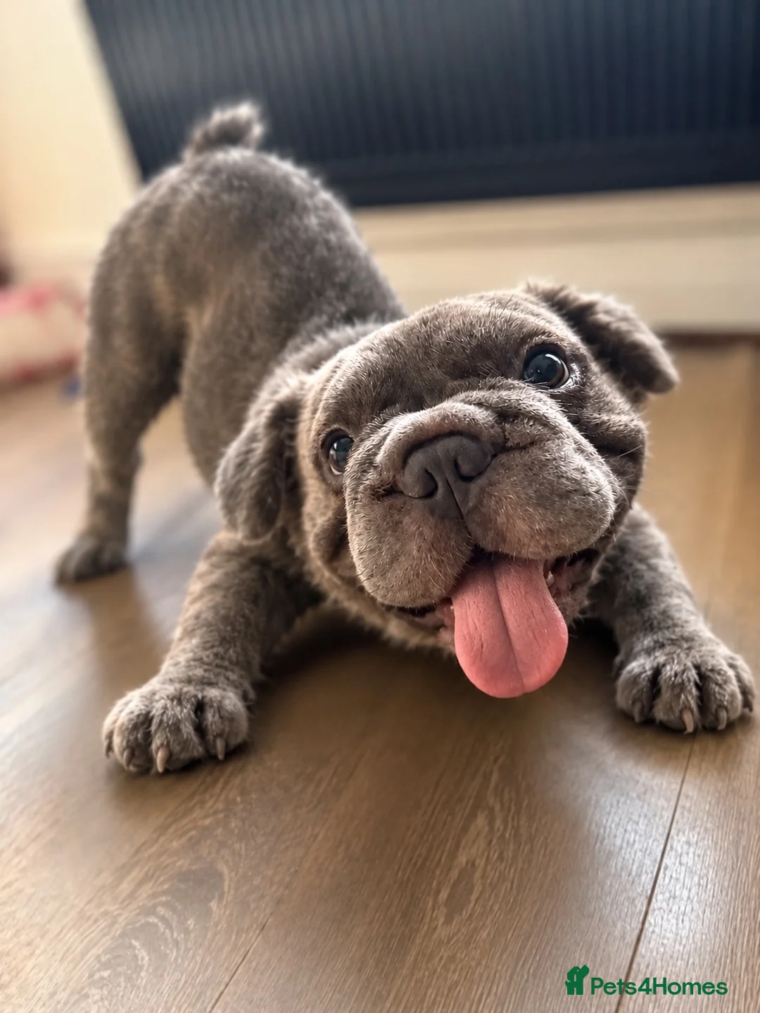 French Bulldog dogs for sale: FLUFFY FRENCHIE 8 MONTHS - Advert 1