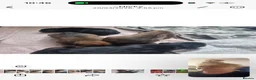 Rottweiler dogs for stud: Top paper Rottweiler stud  - Advert 11