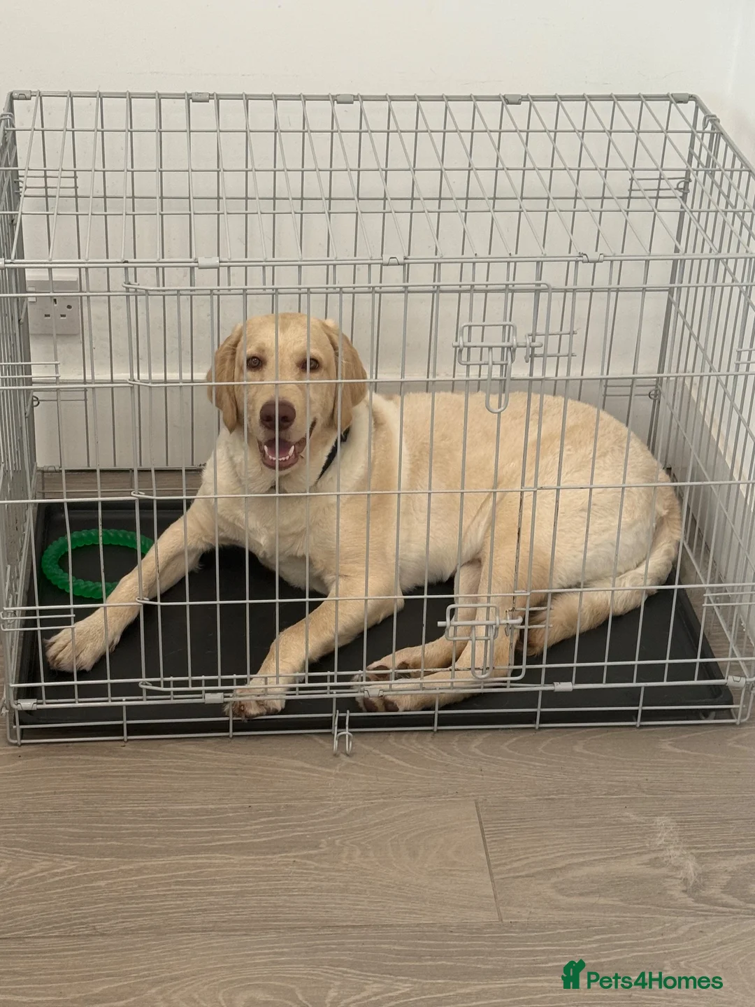 Labradoodle dogs for sale: Murphy- 8 Month Old Labradoodle - Advert 5