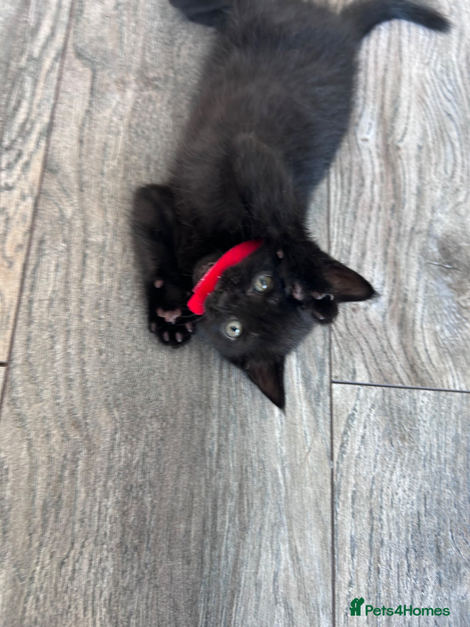British Shorthair cats for sale: 5 British shorthair kittens  - Advert 17