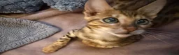 Bengal cats for sale: Stunning male Bengal  - Advert 6