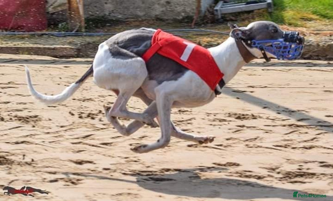 Whippet dogs for stud: Blue proven KC whippet for stud. in Pontefract - Image 1