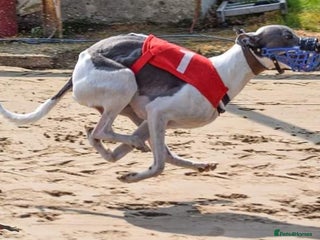 Whippet dogs in Pontefract - Advert 11