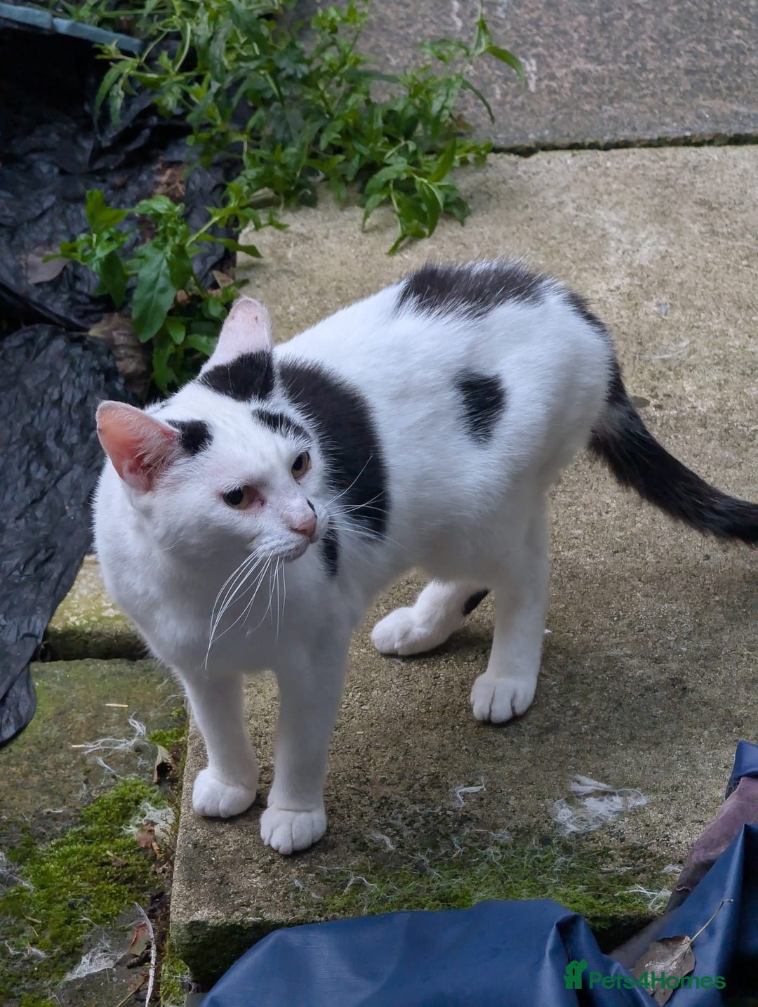British Shorthair cats for sale: Middle aged Sisters seek new Humans - Advert 1