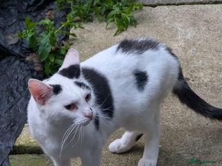 British Shorthair cats Middle aged Sisters seek new Humans - Advert 3