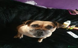 Mixed Breed dogs for sale: Pug cross staff and a bit of rottweiler  - Image 5