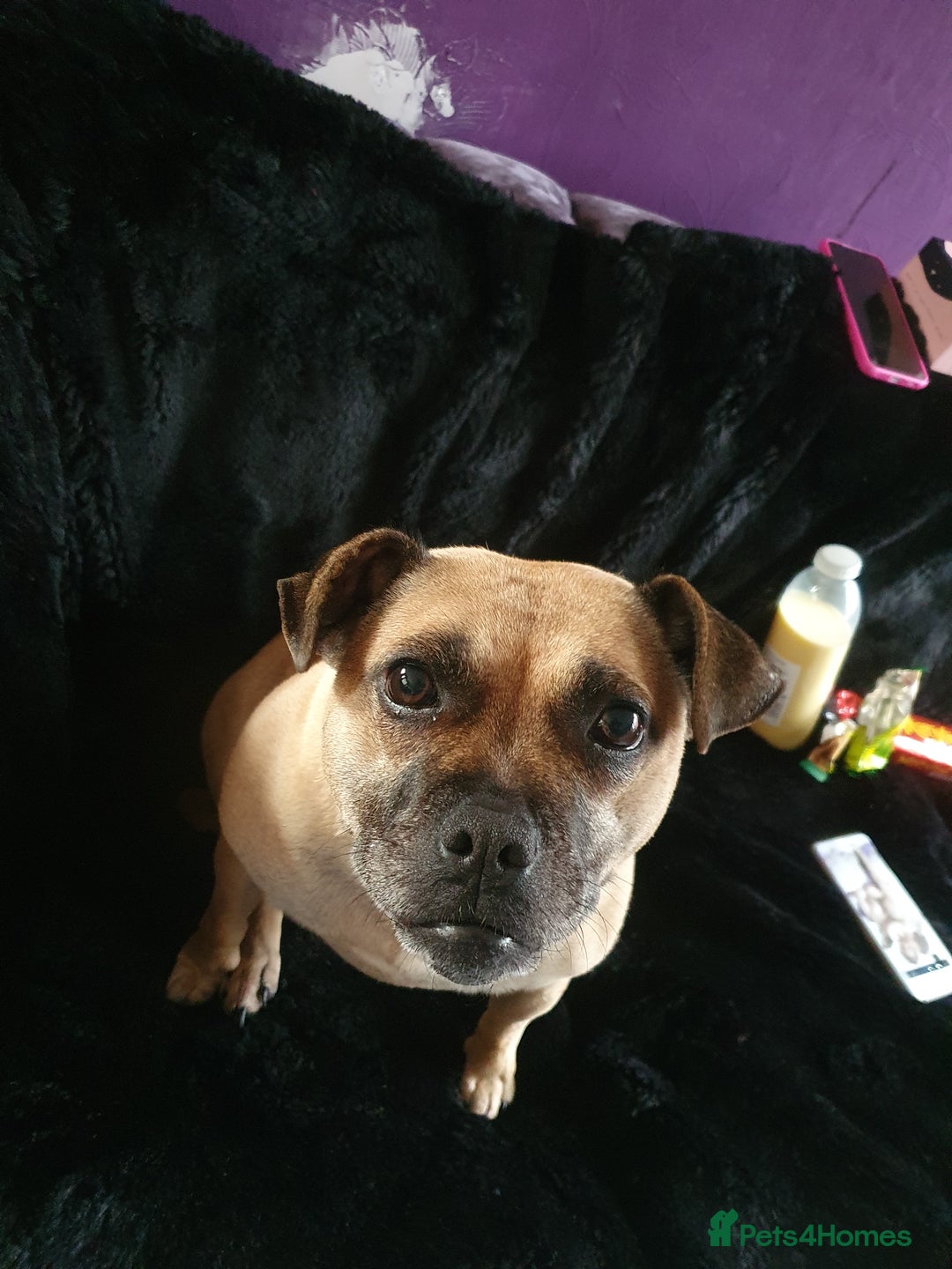 Mixed Breed dogs for sale: Pug cross staff and a bit of rottweiler  - Image 5