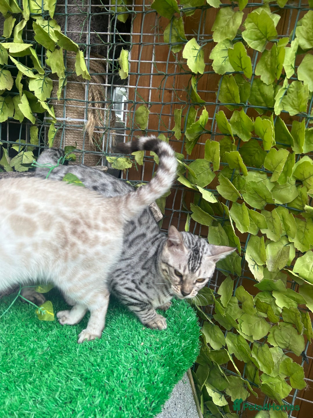 Bengal cats for sale: Unbelievably friendly TICA reg kittens  - Image 10