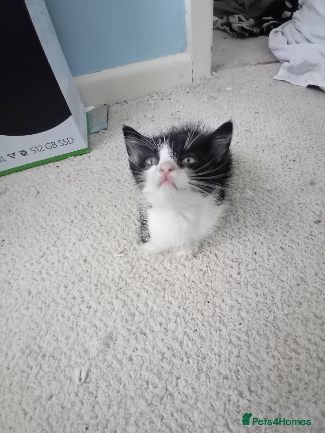 Domestic Shorthair cats for sale: 3 black and white kittens - Image 3