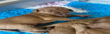 Labradoodle 5