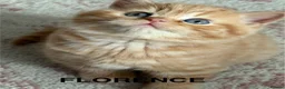 British Shorthair cats for sale: Adorable GCCF registered British Shorthair  in Stafford - Advert 19