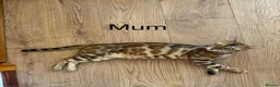 Bengal cats for sale: Bengal - Advert 8