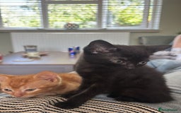 Mixed Breed cats for sale: Beautiful little long haired fluffy black kittens - Image 2