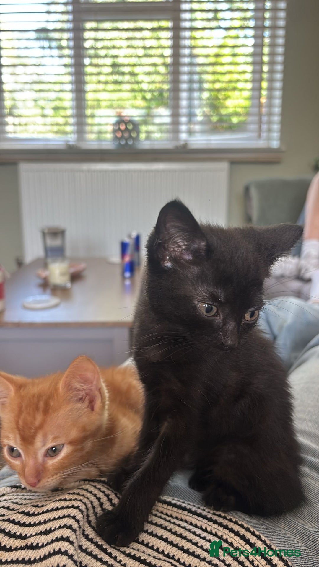 Mixed Breed cats for sale: Beautiful little long haired fluffy black kittens - Image 2