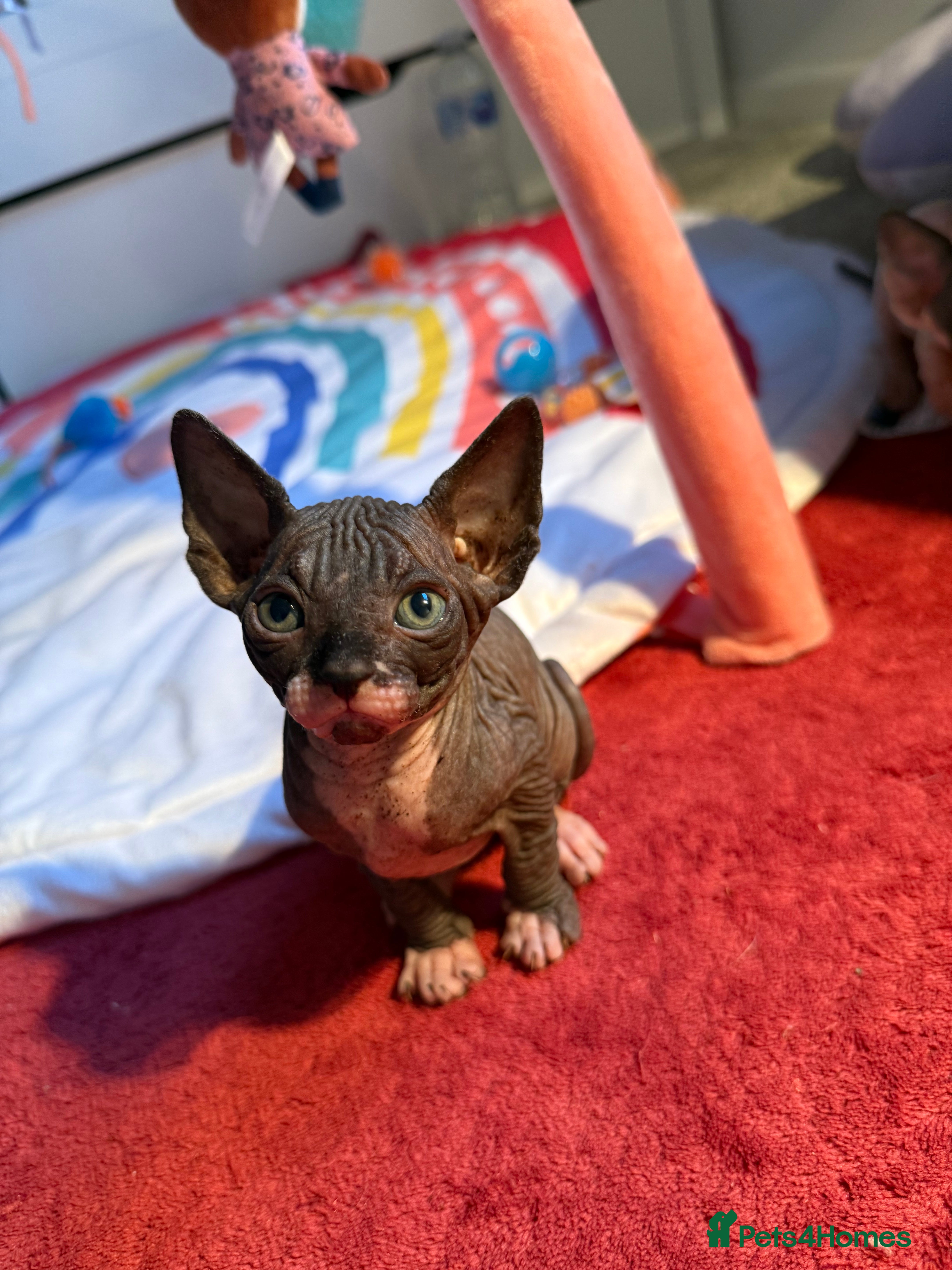 Sphynx cats Beautiful litter of sphynx & bambino - Advert 5