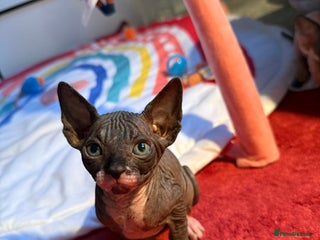 Sphynx cats Beautiful litter of sphynx & bambino - Advert 5