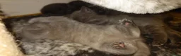 British Shorthair cats for sale: Cute babies! - Advert 5