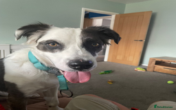 Mixed Breed dogs for adoption: Help us find Buddy a Home  - Image 3