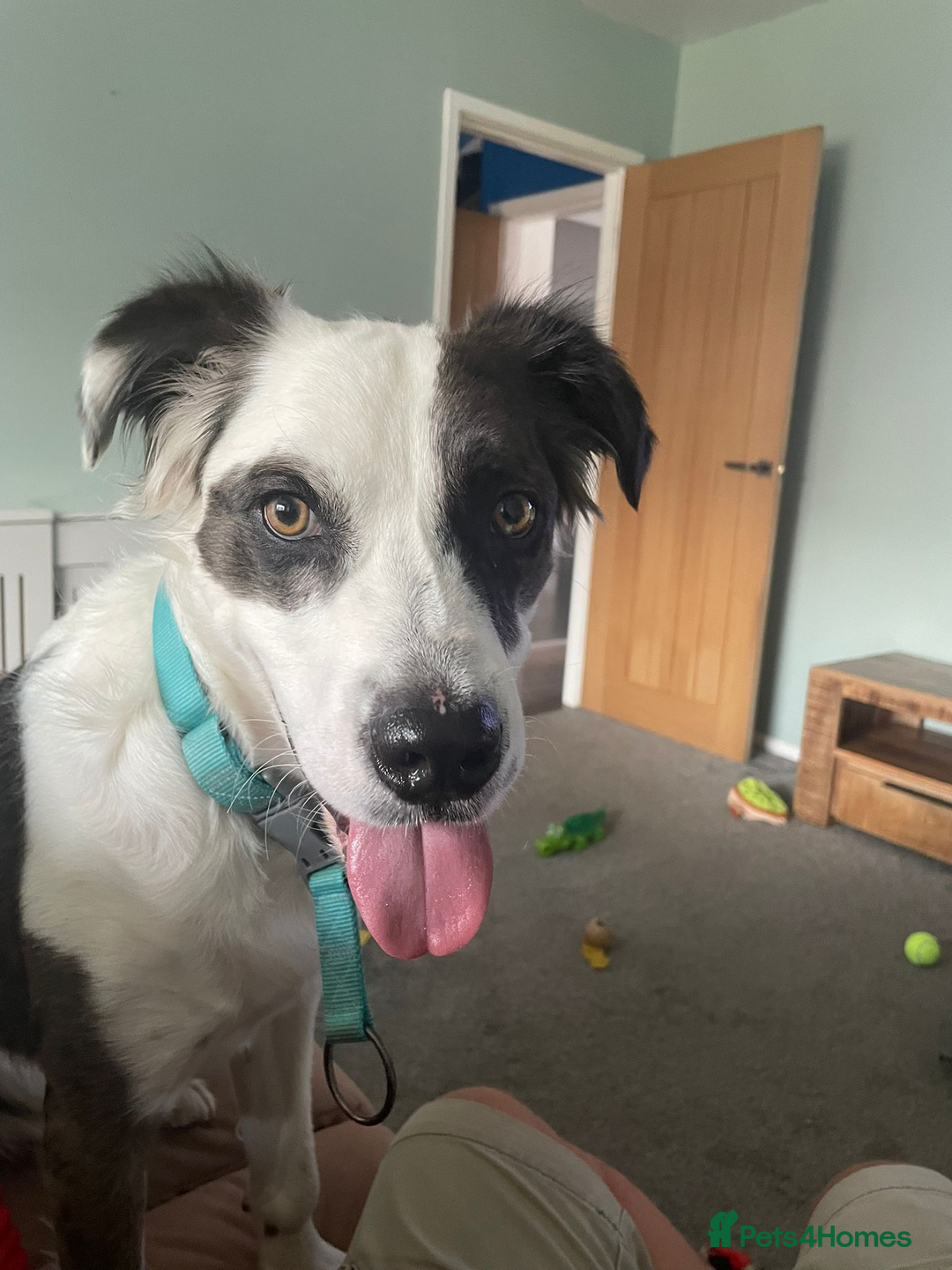 Mixed Breed dogs for adoption: Help us find Buddy a Home  - Image 3