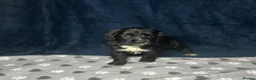 Cocker Spaniel dogs for sale: Working Cocker Spaniel - Chocolate, Roans, Golden - Advert 8