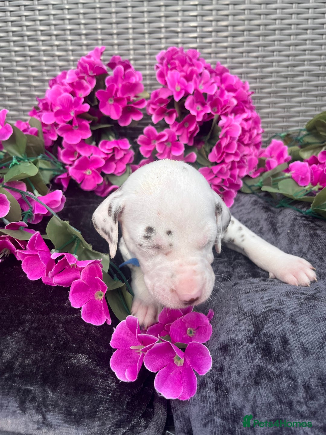 Dalmatian dogs for sale: Beautiful KC registered litter of dalmations  - Image 28