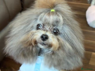 Toy Poodle dogs in Guildford - Advert 7