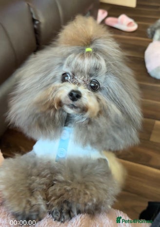 Toy Poodle dogs in Guildford - Advert 1