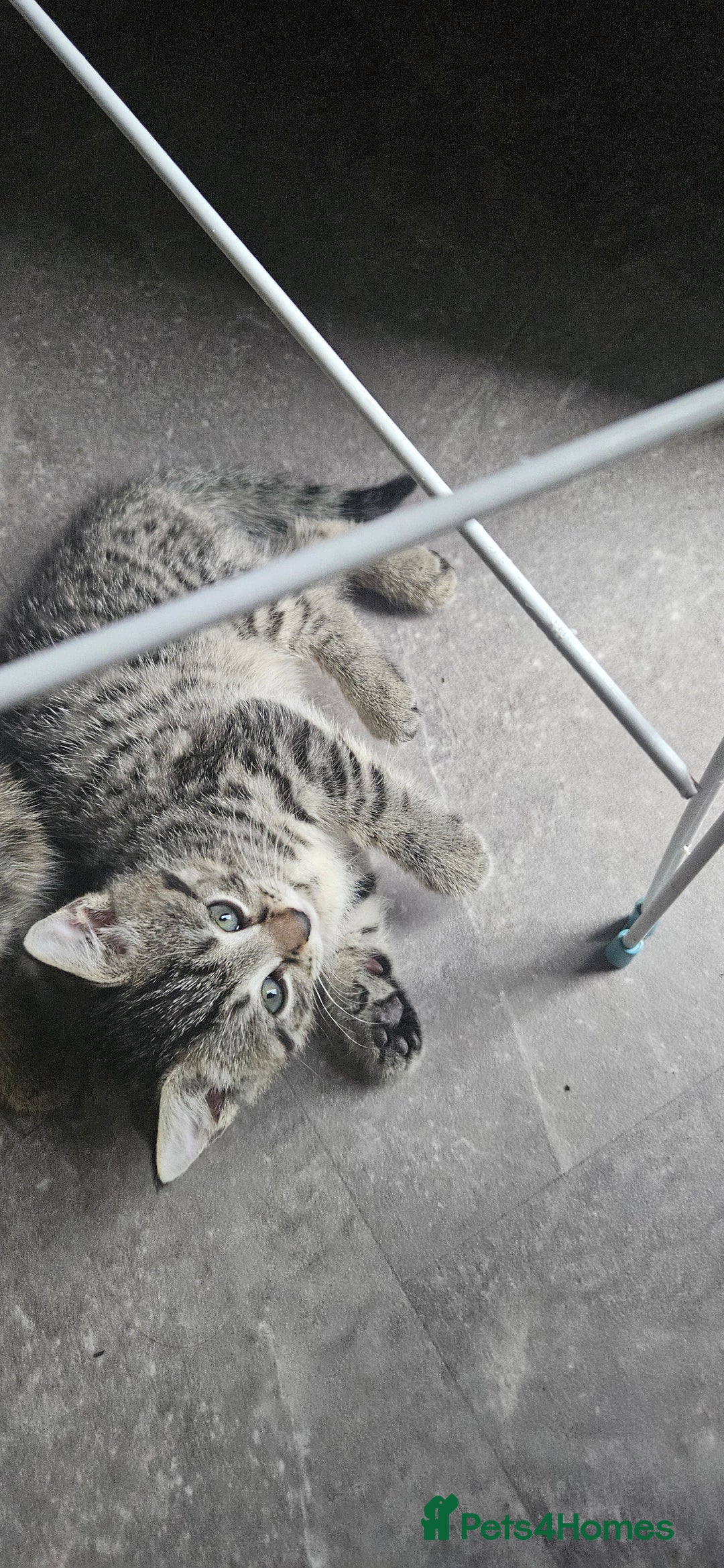 Mixed Breed cats for sale: Mainecoon bloodline  - Advert 4