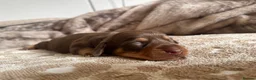 Miniature Dachshund dogs for sale: MINIATURE Dachshund long haired & smooth  - Advert 7