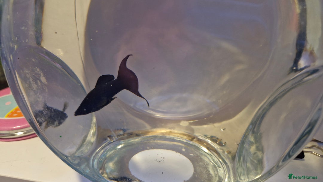 Mollies fish for sale: Mollies- 2 male, 1 female - Advert 2