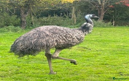 Emus poultry for sale: Trio of Unrelated Emus - Image 5